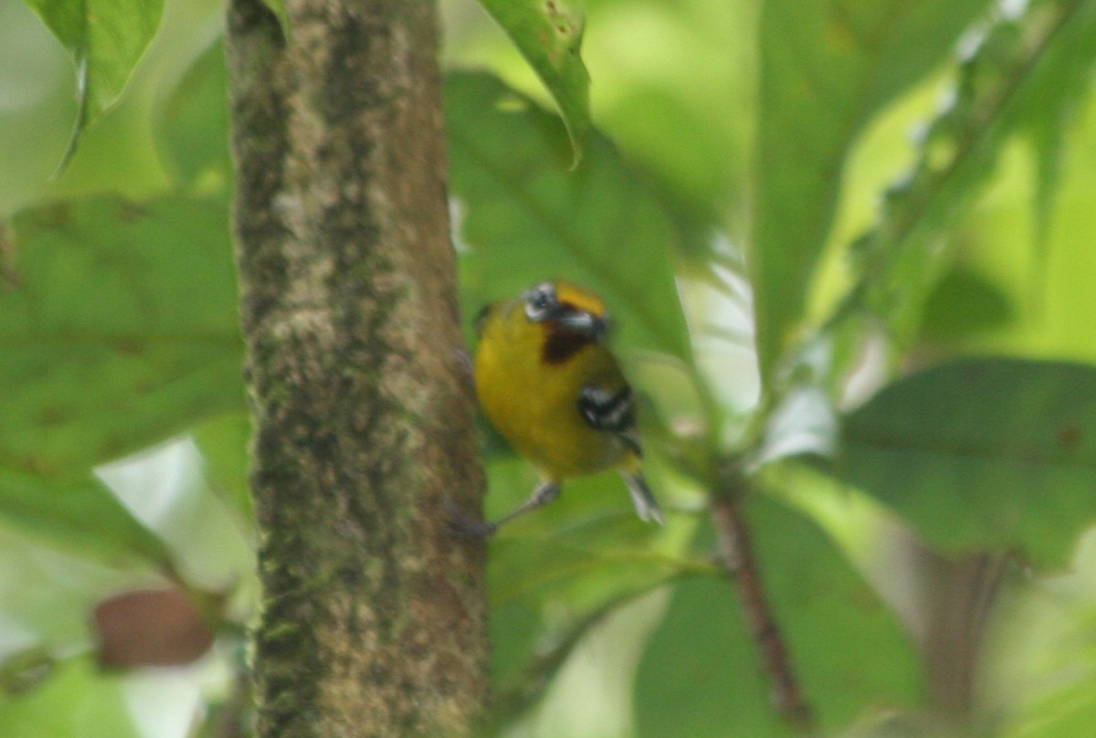 Trilling Shrike-Babbler - ML646088182