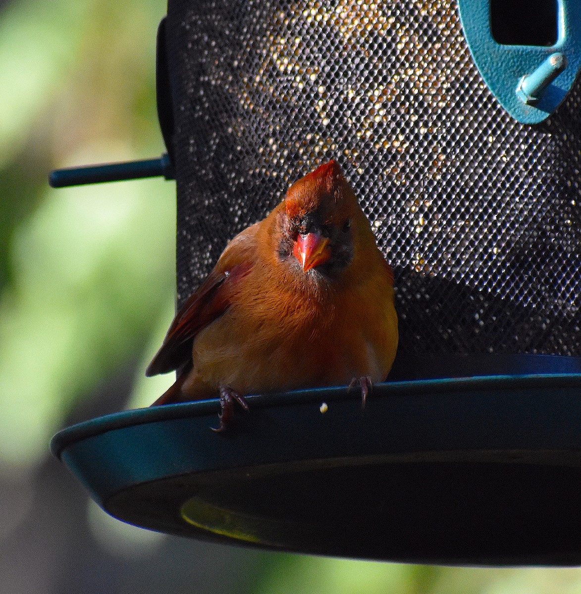 Northern Cardinal - ML646088183