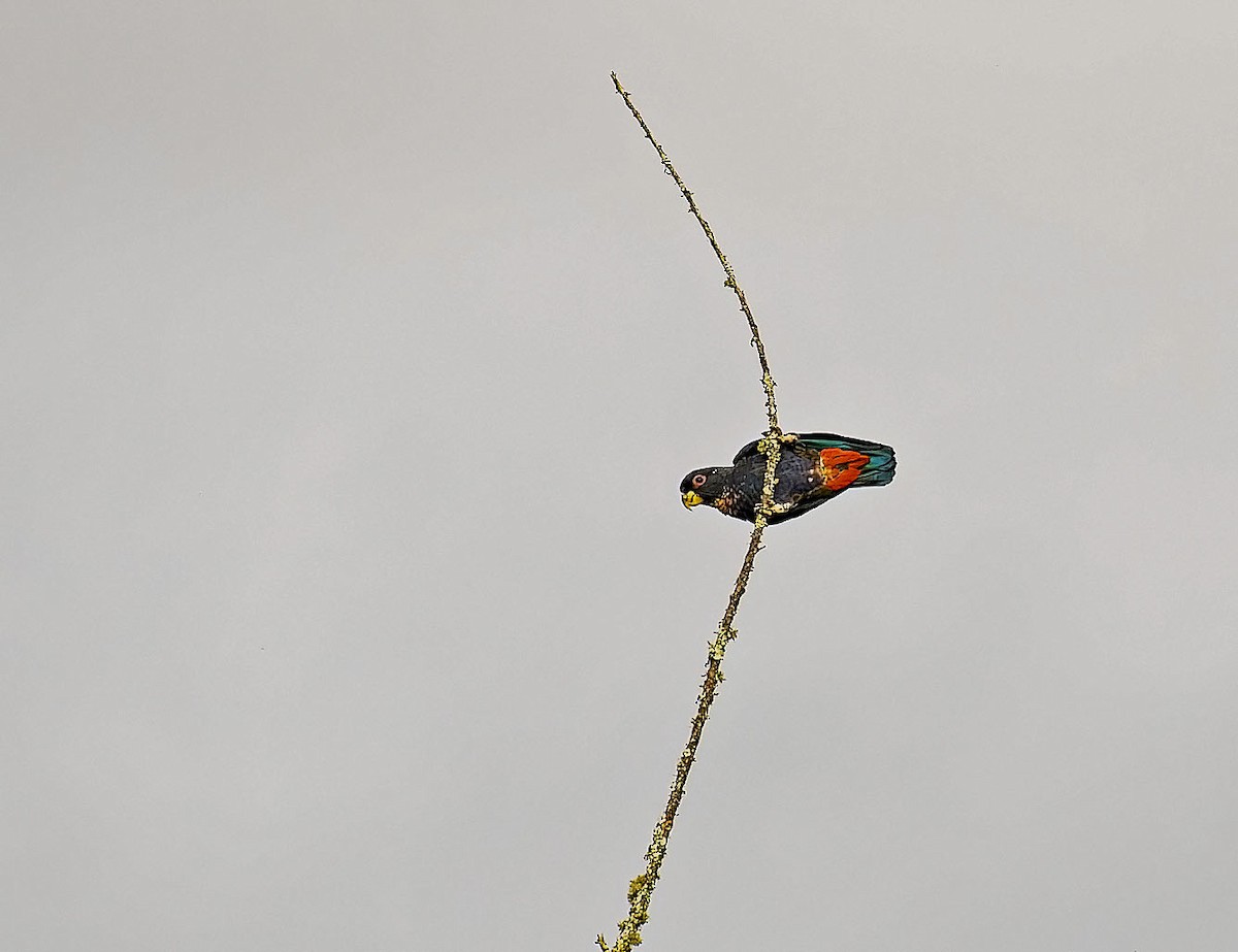 Bronze-winged Parrot - ML646088186