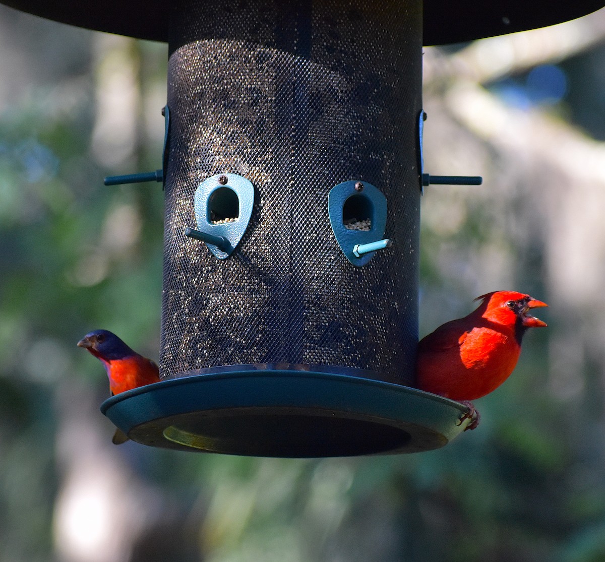 Northern Cardinal - ML646088187