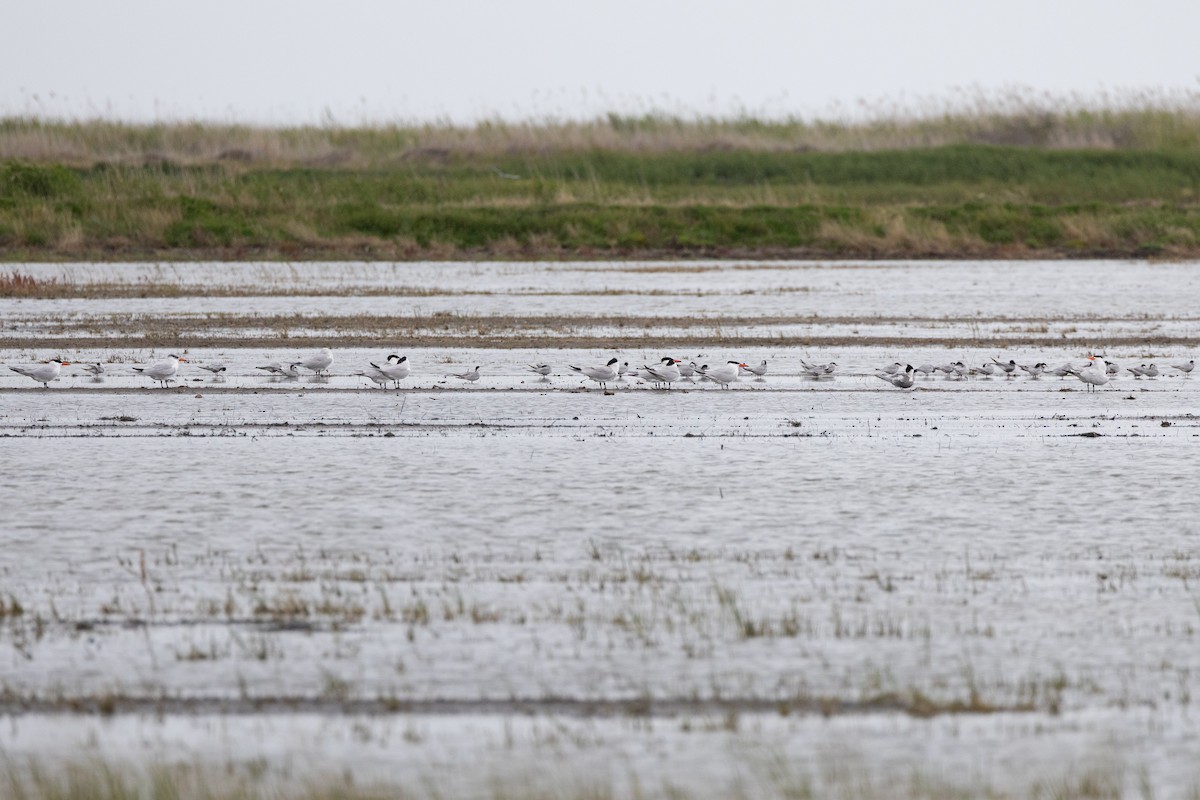 Hazar Sumrusu - ML646088188