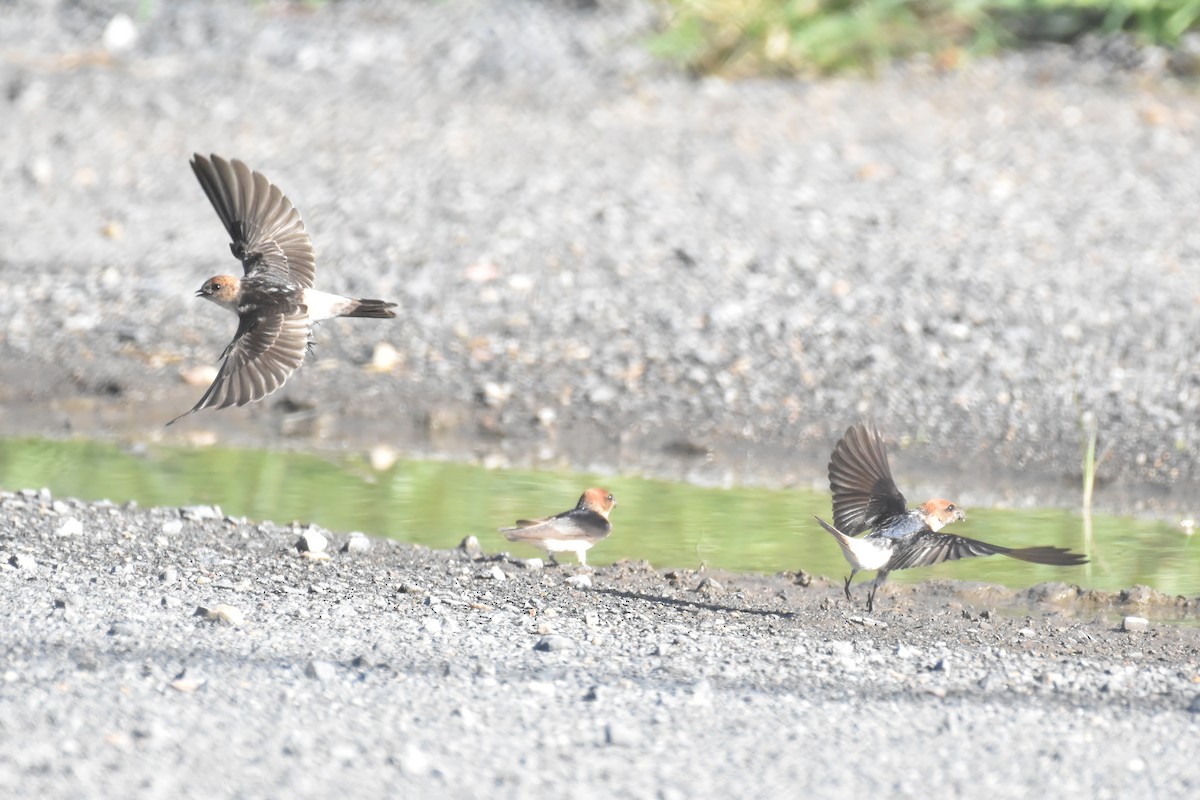 Fairy Martin - ML646088189