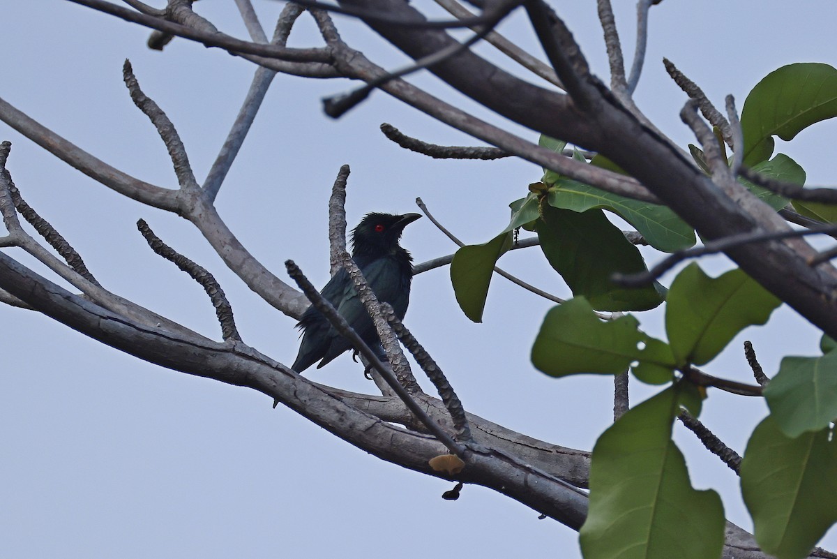 Asian Glossy Starling - ML646088191