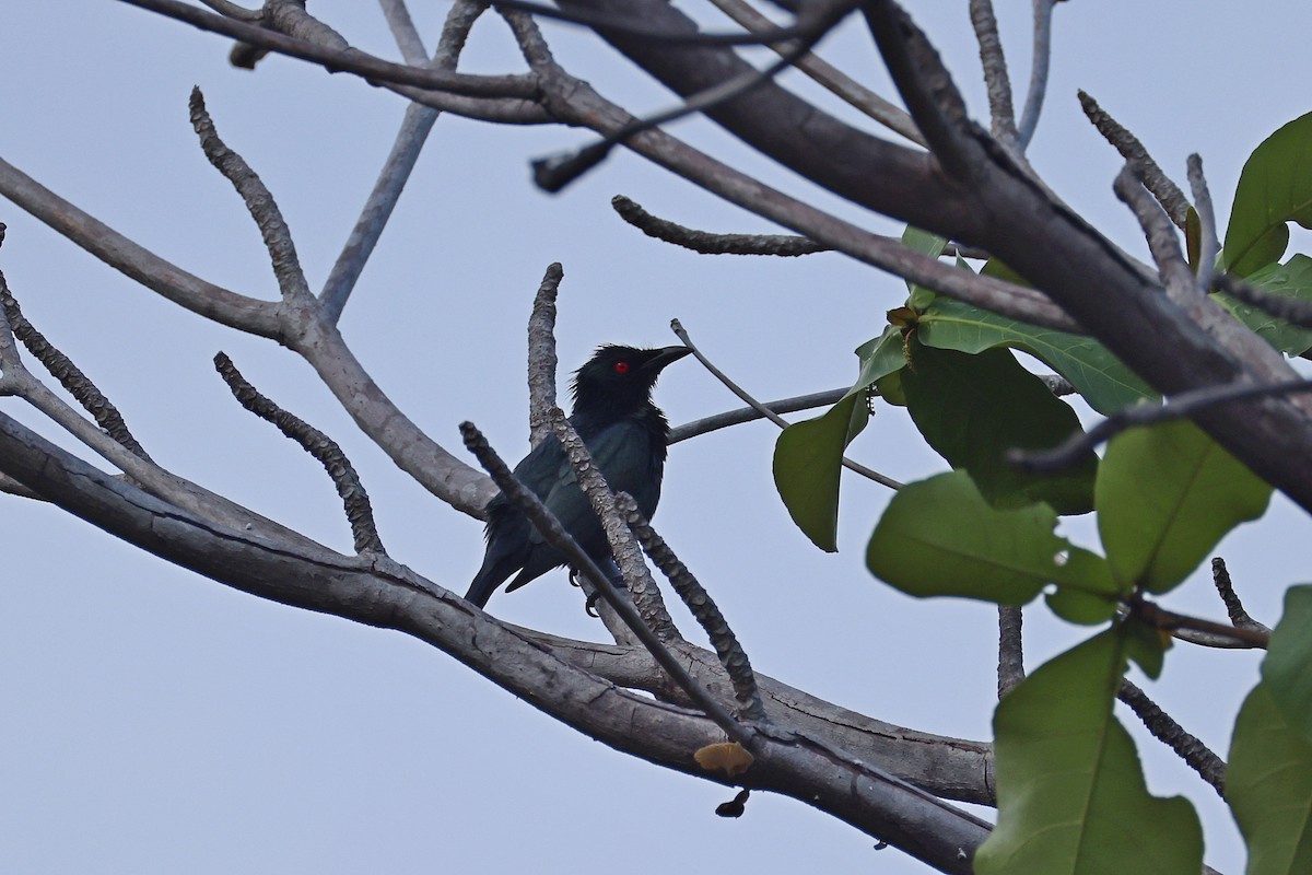 Asian Glossy Starling - ML646088192