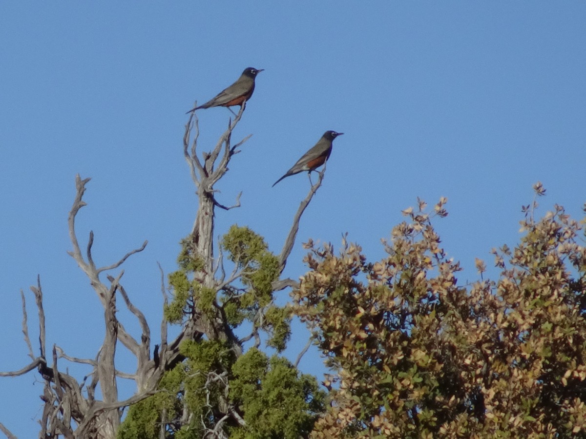 American Robin - ML646088195