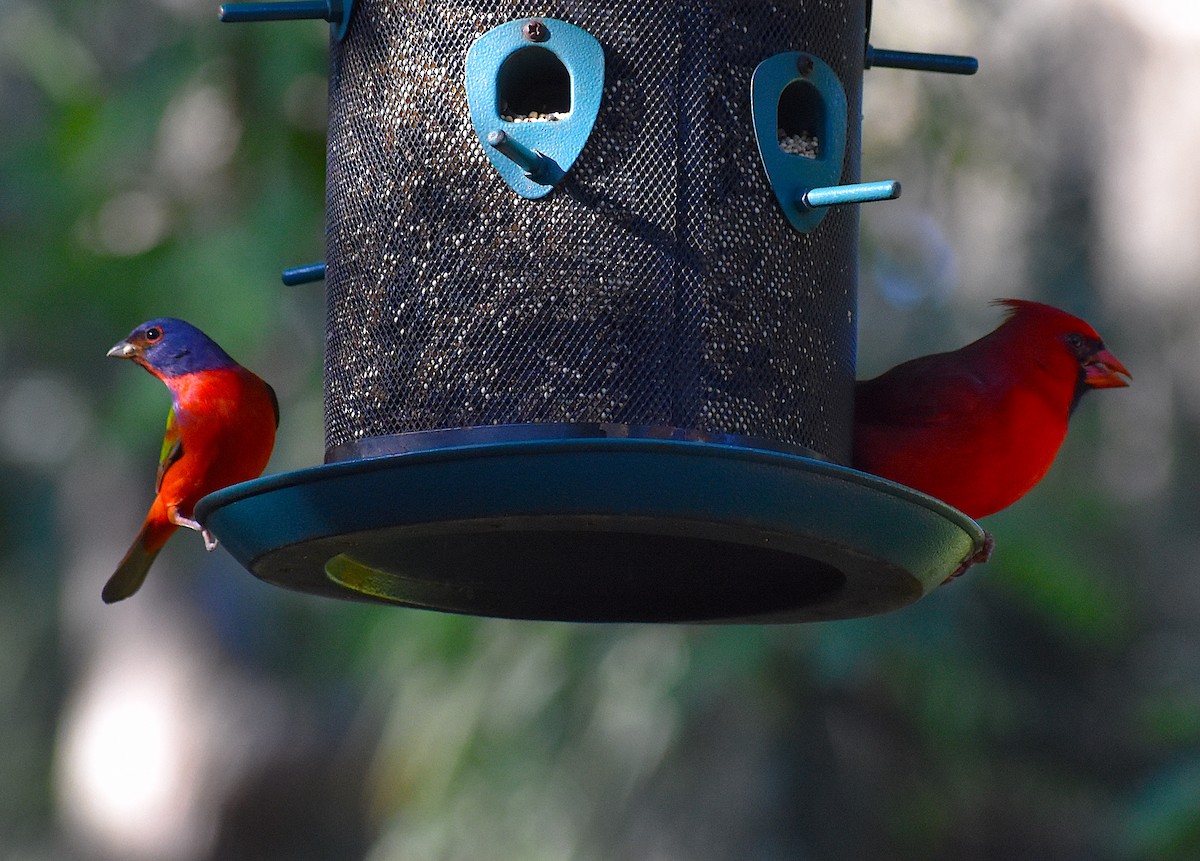 Northern Cardinal - ML646088196
