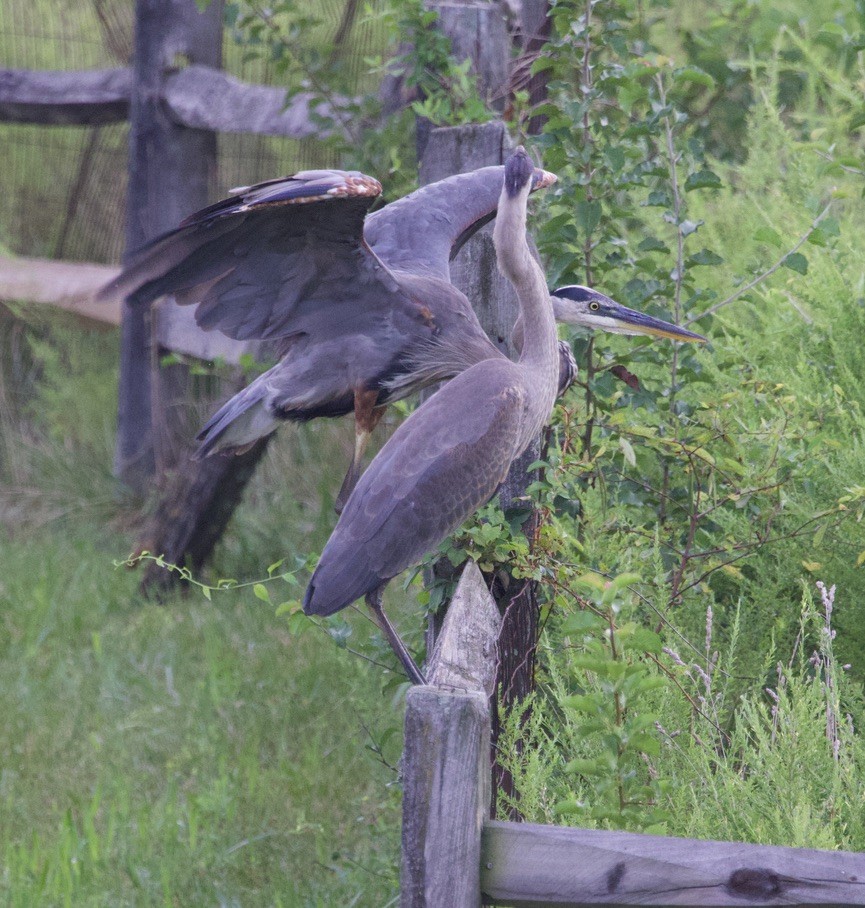 Great Blue Heron - ML646088197