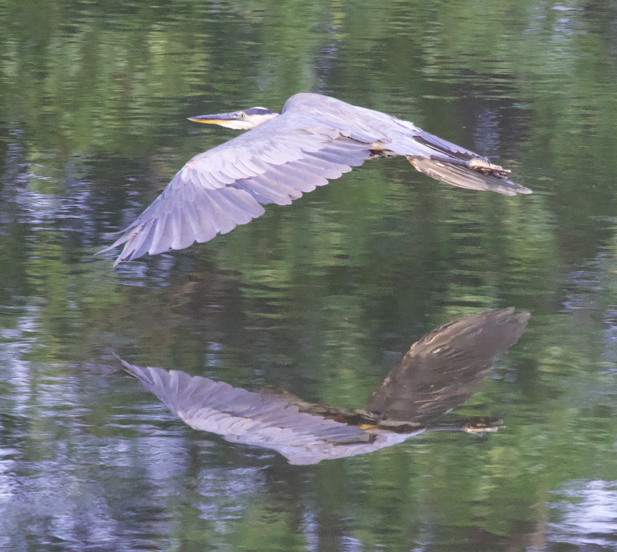Great Blue Heron - ML646088198