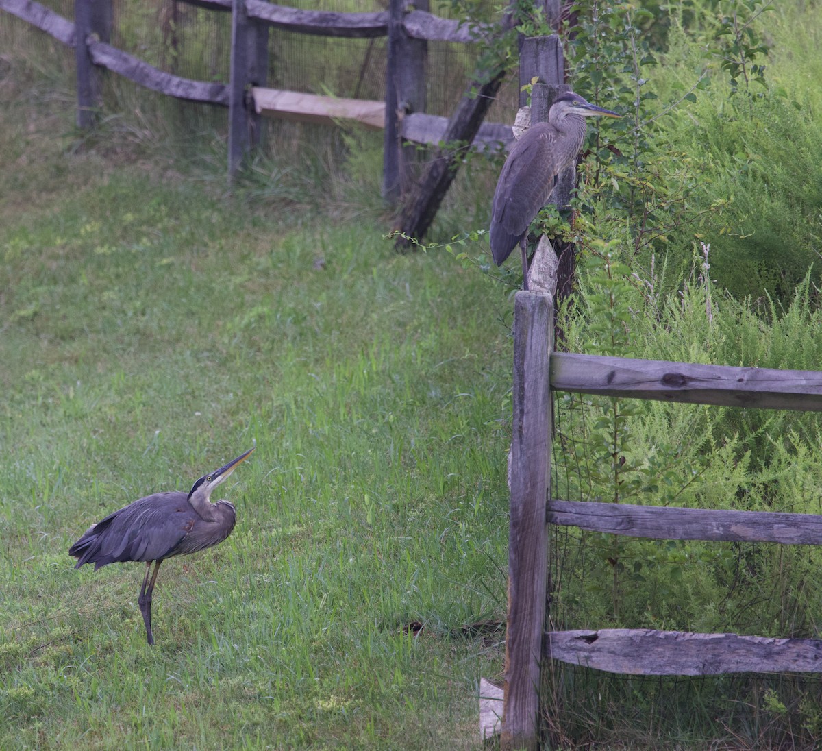 Great Blue Heron - ML646088199