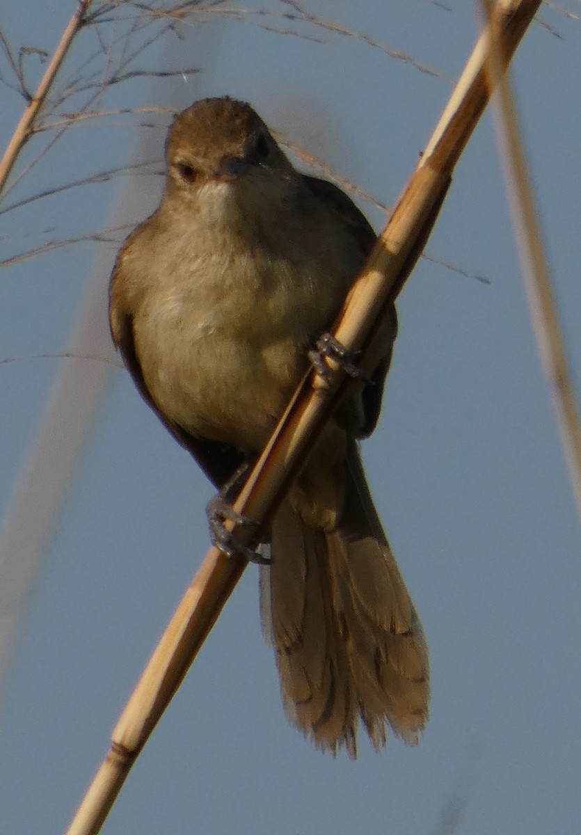 Madagascar Swamp Warbler - ML646088200