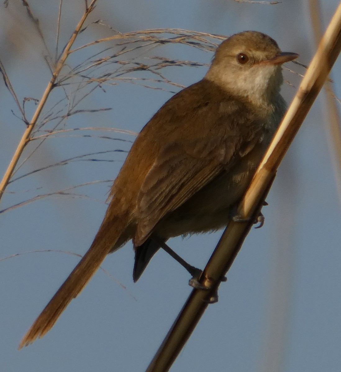 Madagascar Swamp Warbler - ML646088201