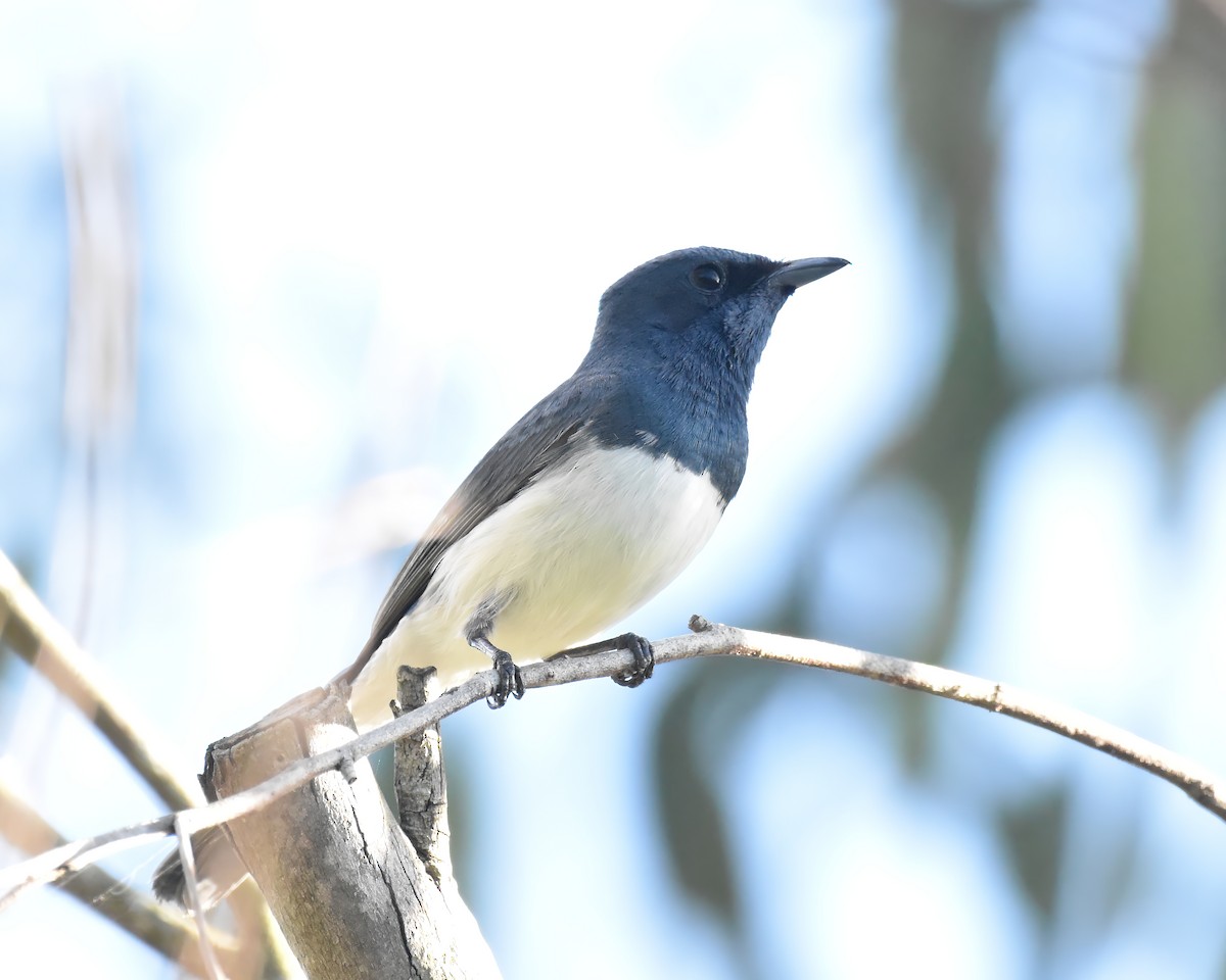 Leaden Flycatcher - ML646088203