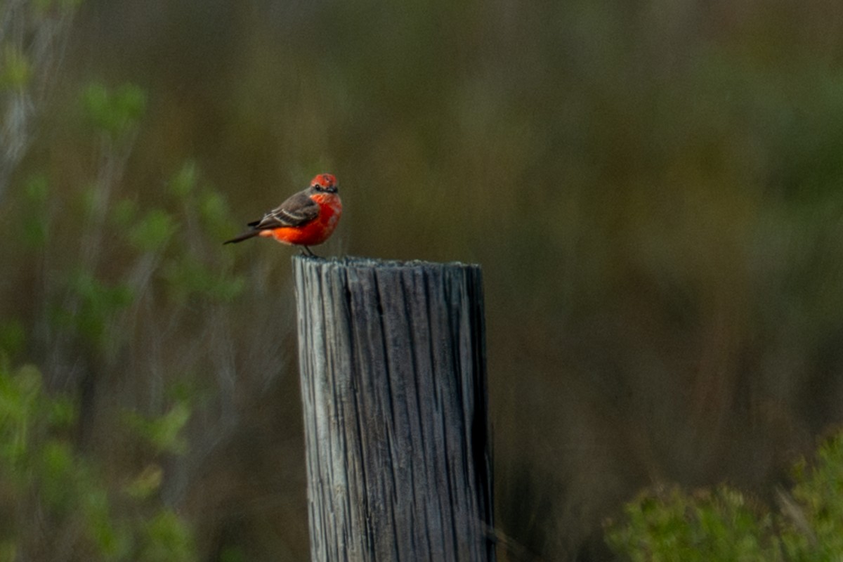 Vermilion Flycatcher - ML646088206