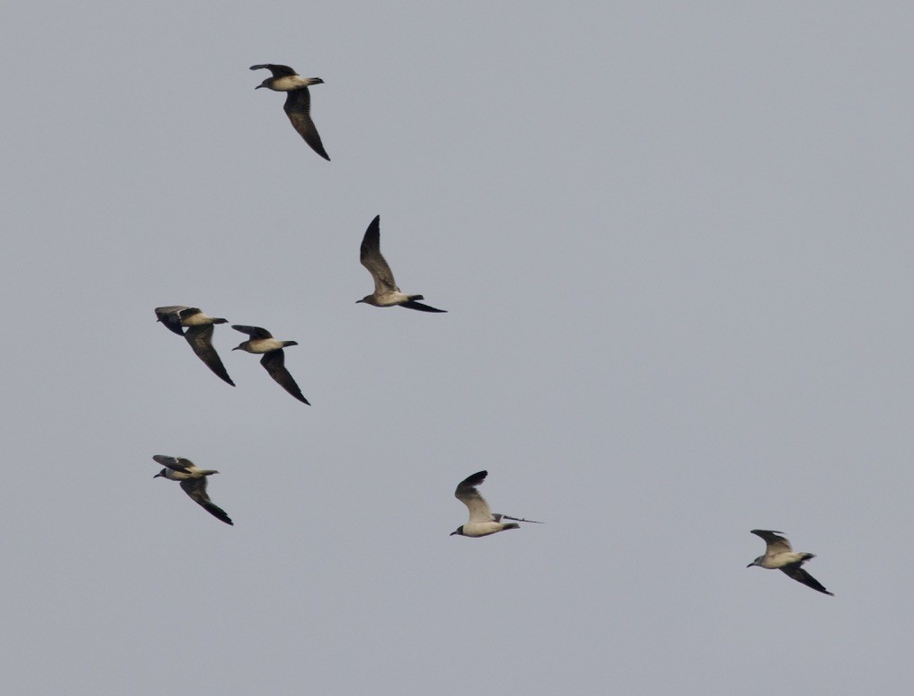 笑鷗 - ML646088207