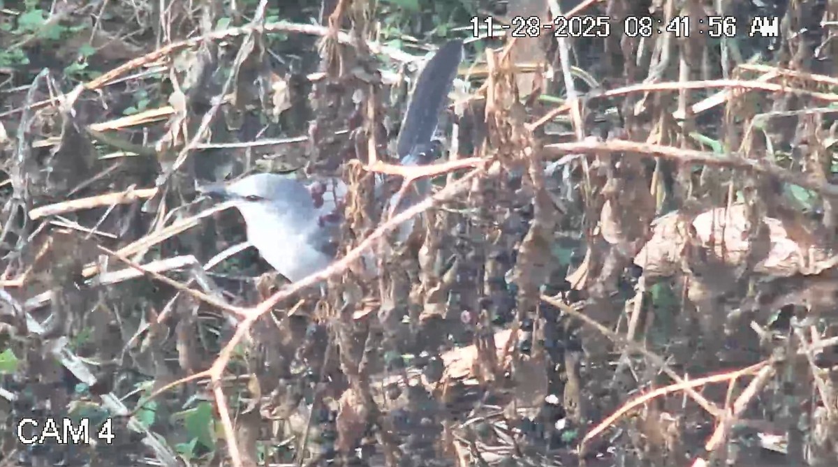 Northern Mockingbird - ML646088208