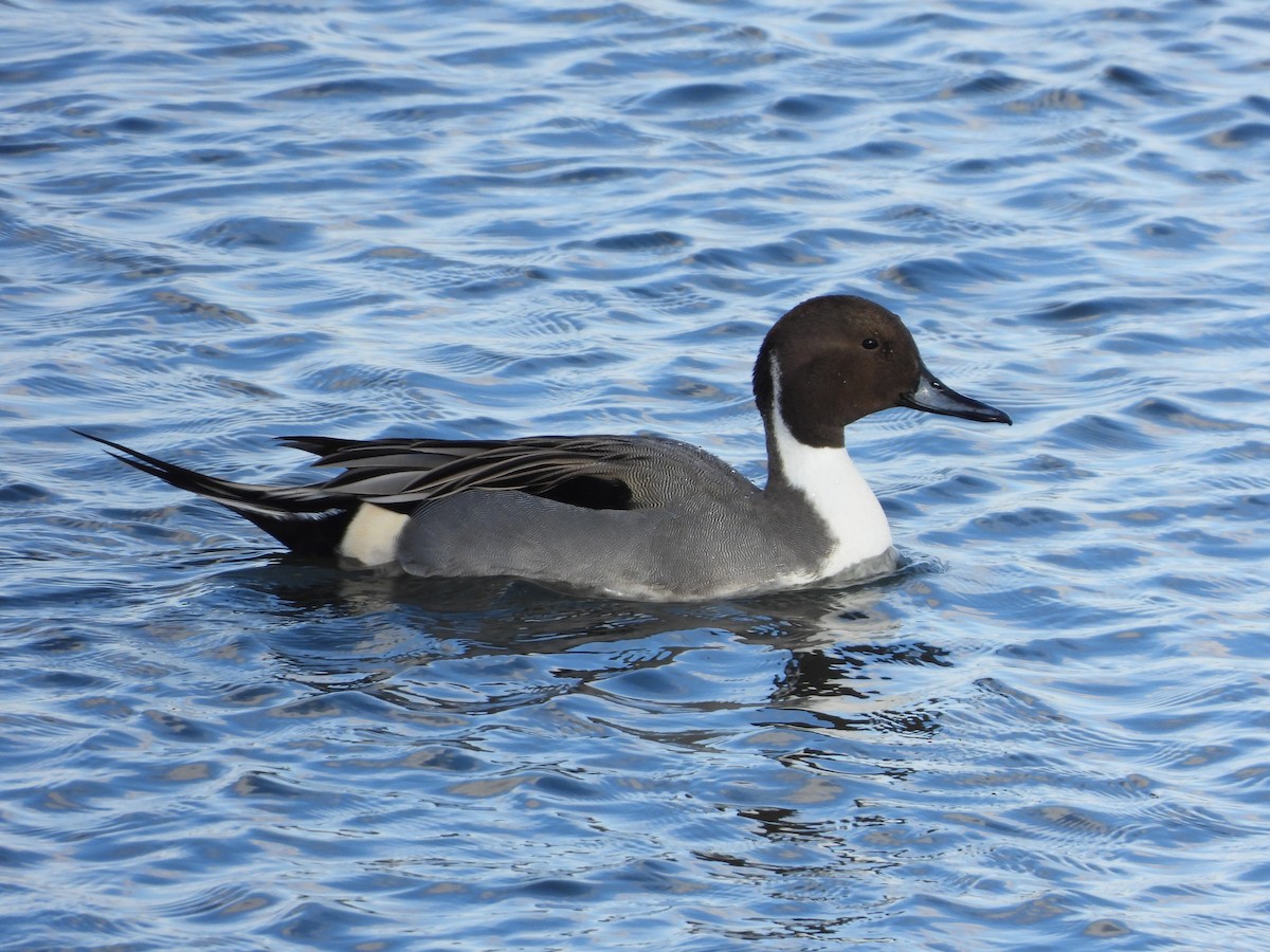 Northern Pintail - ML646088209