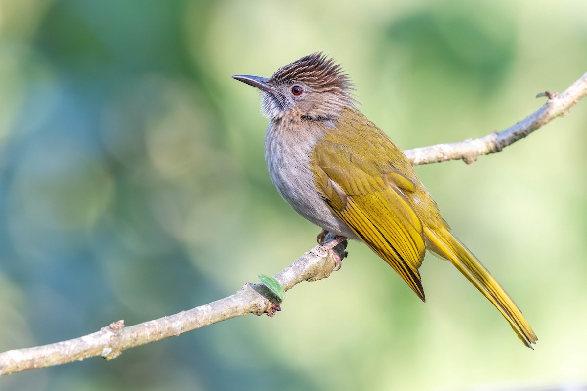 Mountain Bulbul - ML646088210