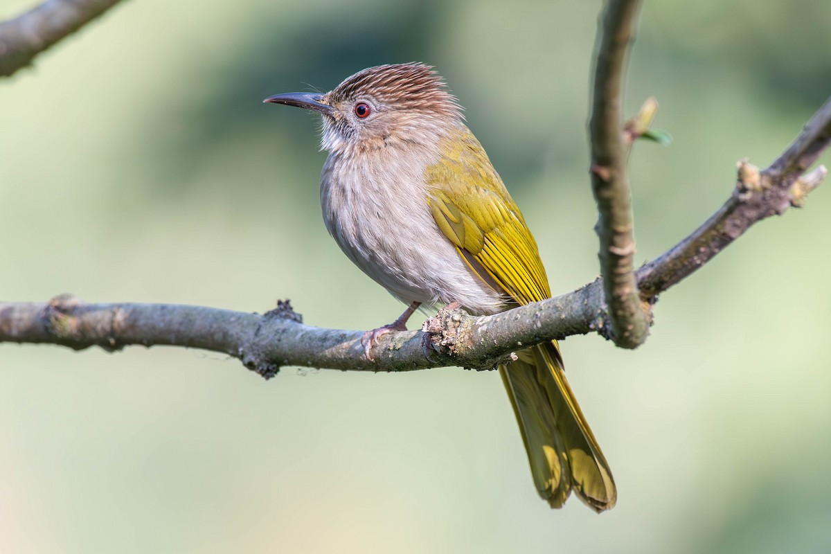 Mountain Bulbul - ML646088211