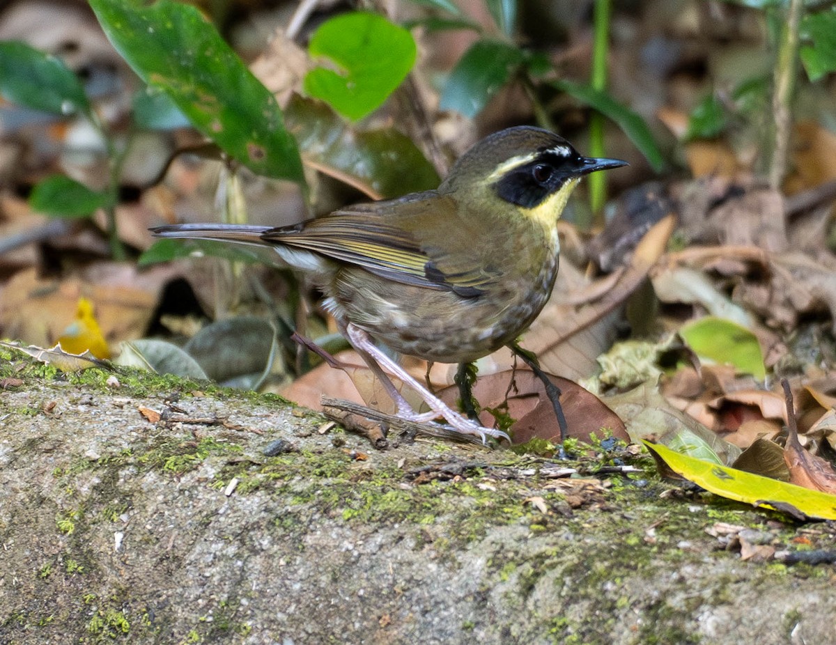 Yellow-throated Scrubwren - ML646088212