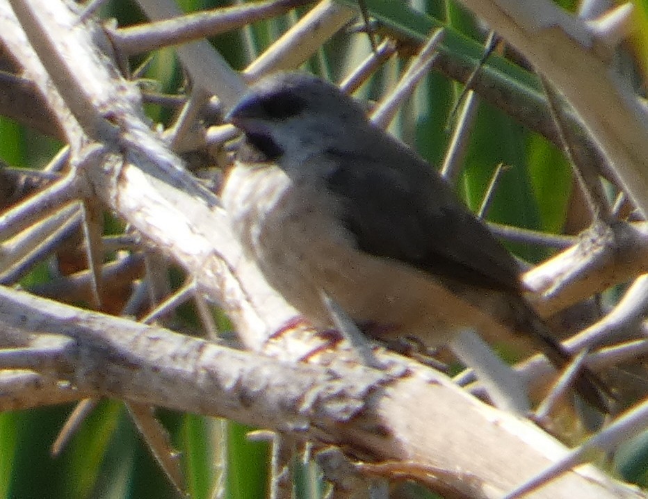 Madagascar Munia - ML646088213