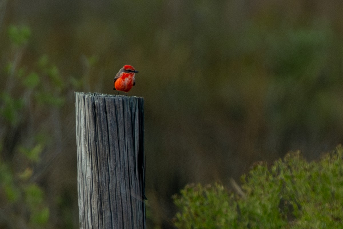 Vermilion Flycatcher - ML646088214