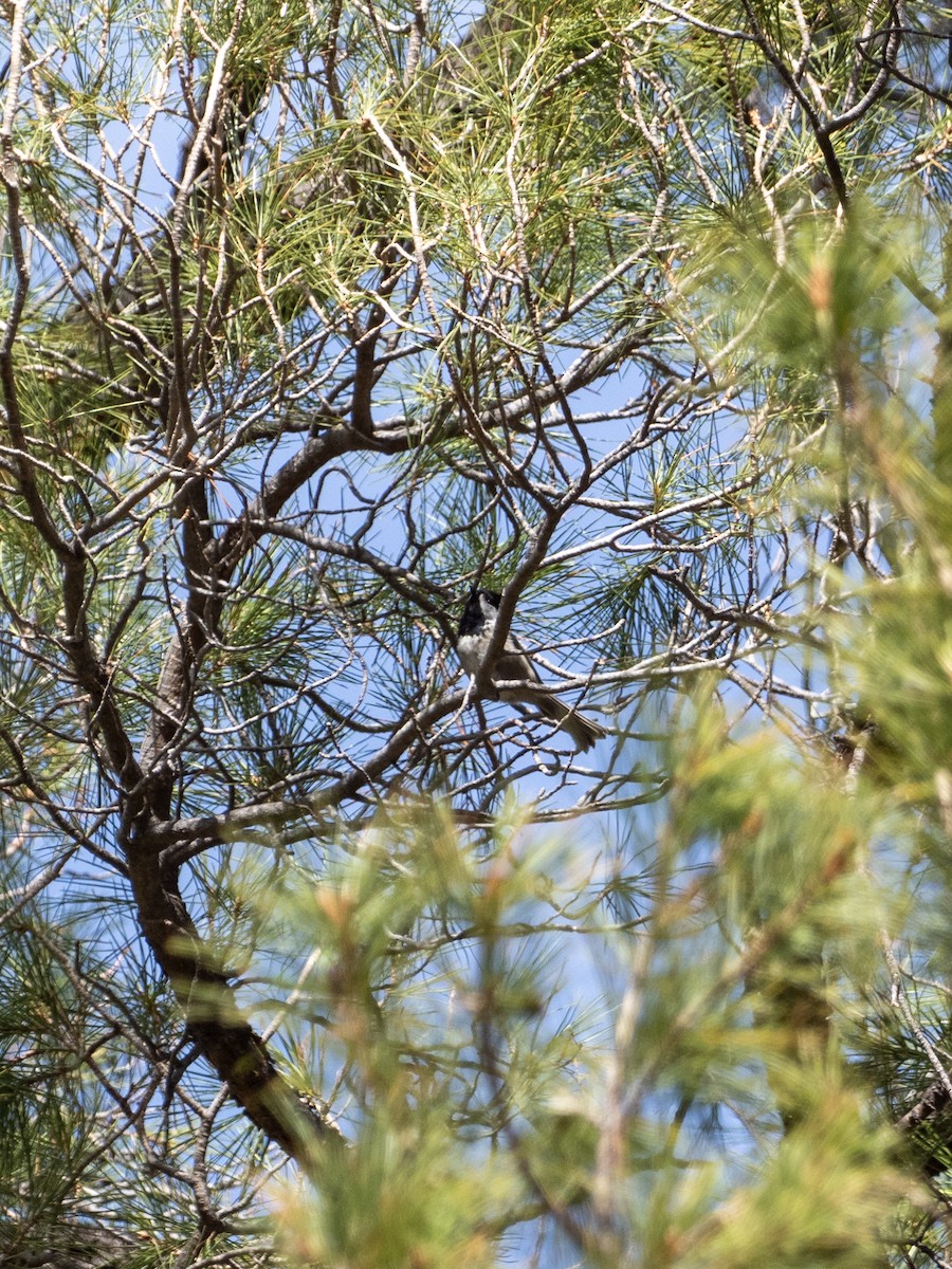 Mexican Chickadee - ML646088215