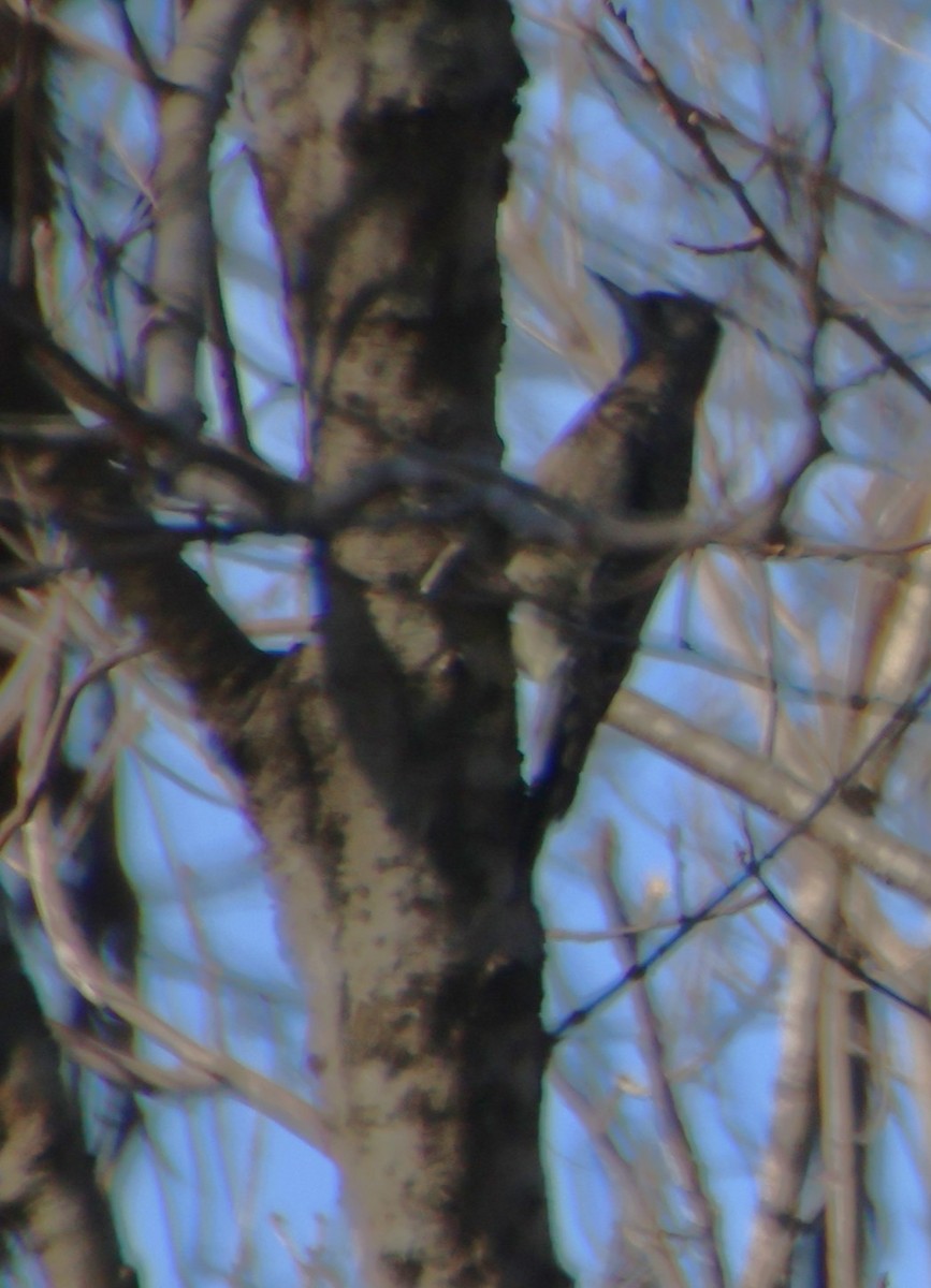 Yellow-bellied Sapsucker - ML646088216