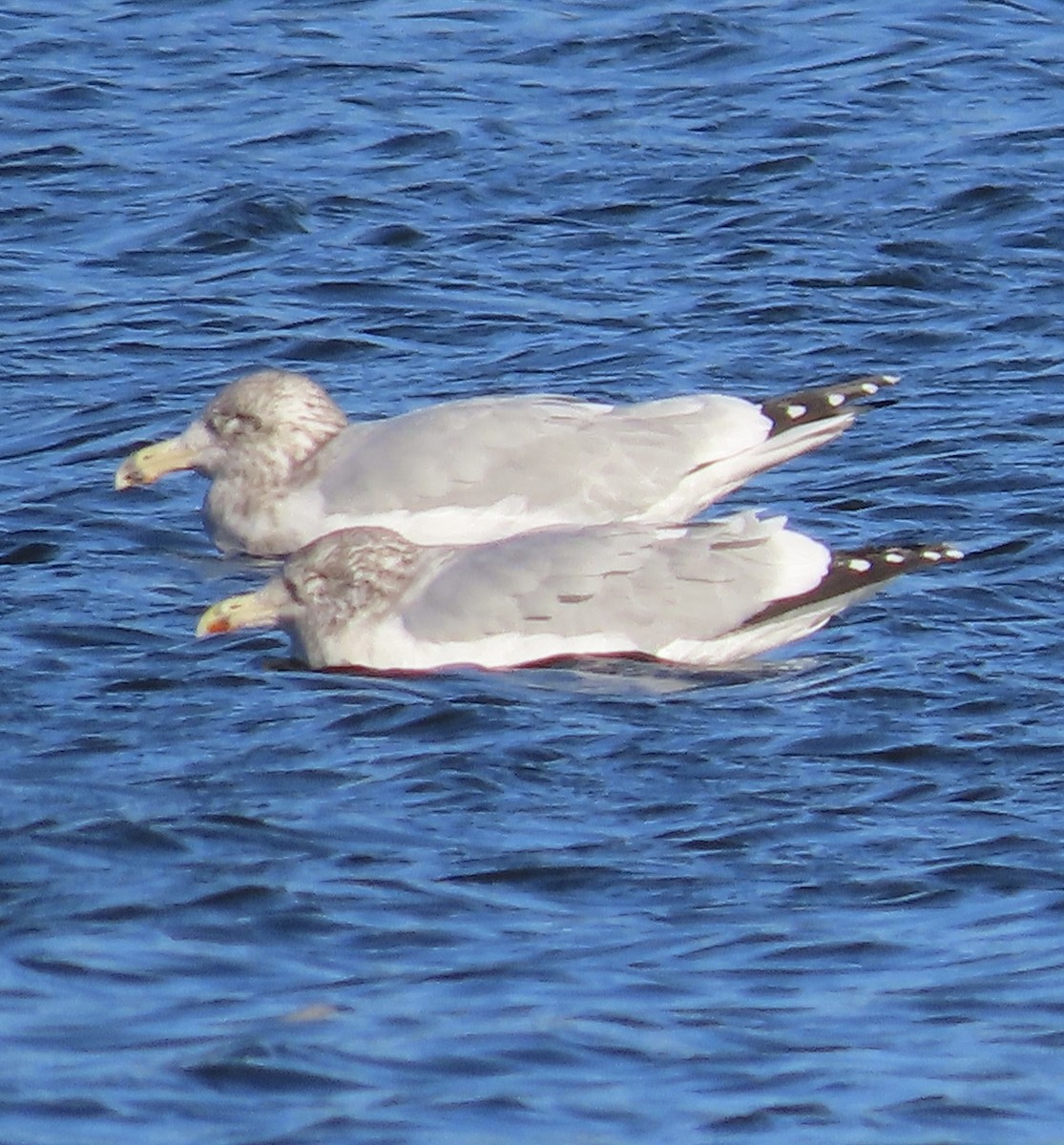 American Herring Gull - ML646088217