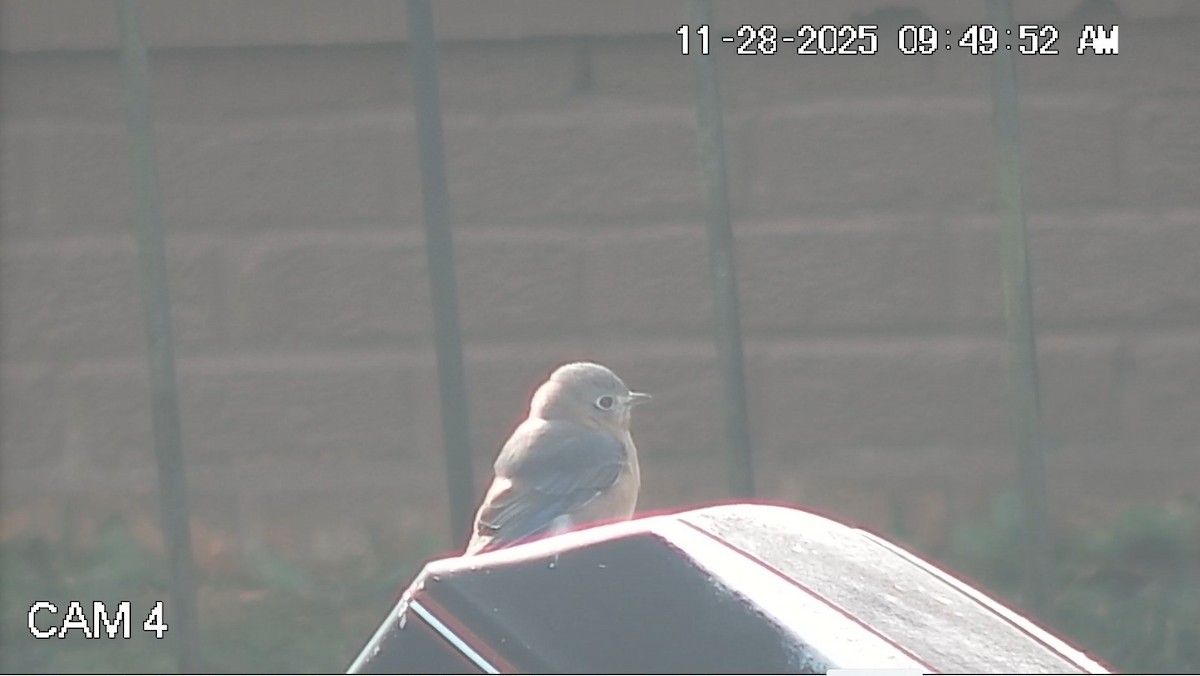 Eastern Bluebird - ML646088219