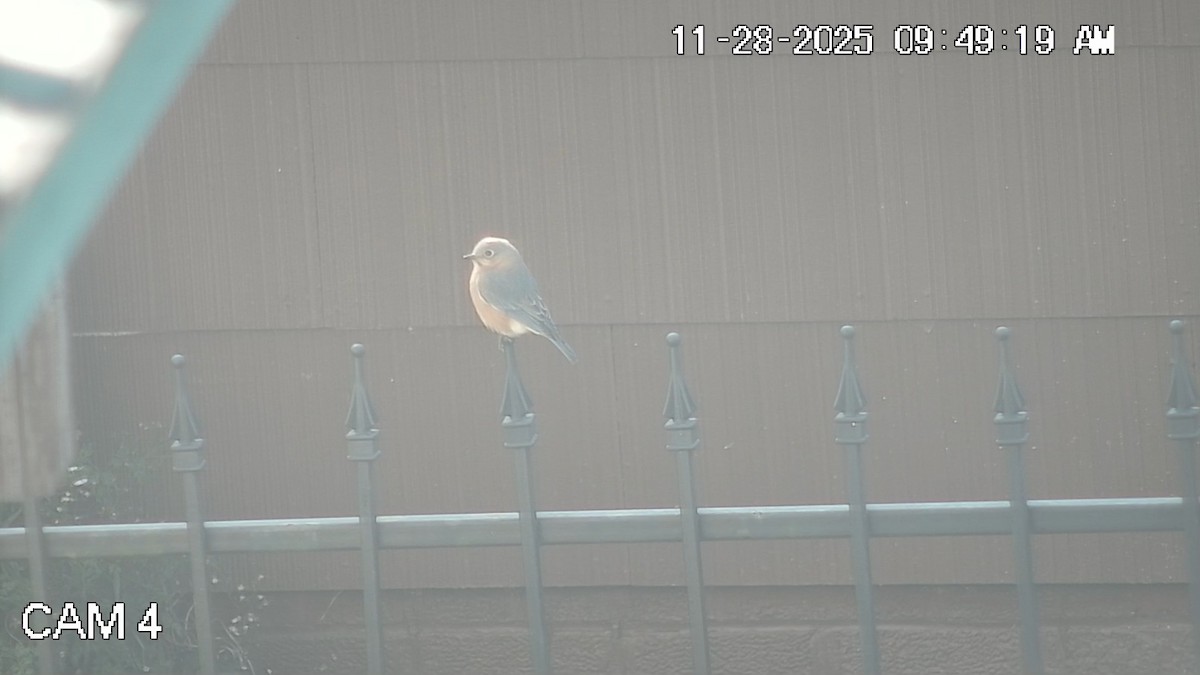 Eastern Bluebird - ML646088220