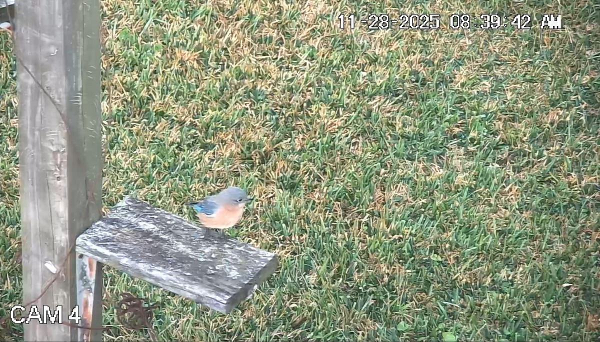 Eastern Bluebird - ML646088221