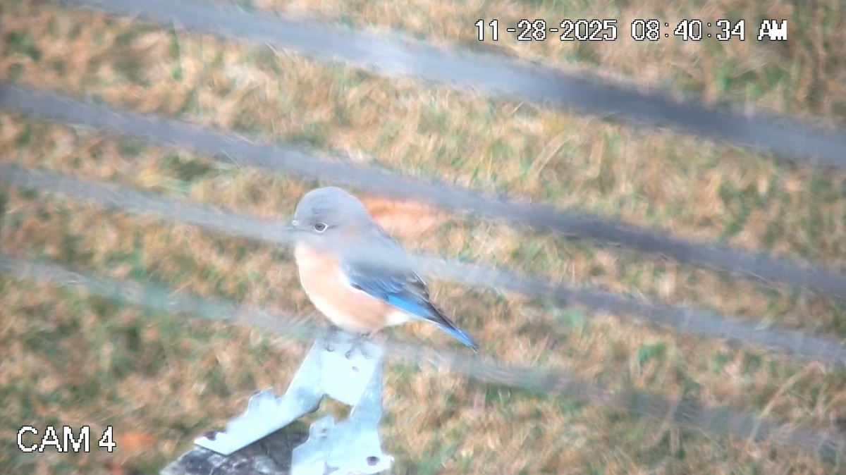 Eastern Bluebird - ML646088222