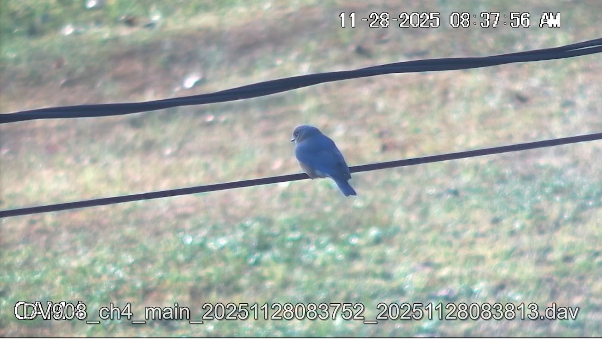 Eastern Bluebird - ML646088223
