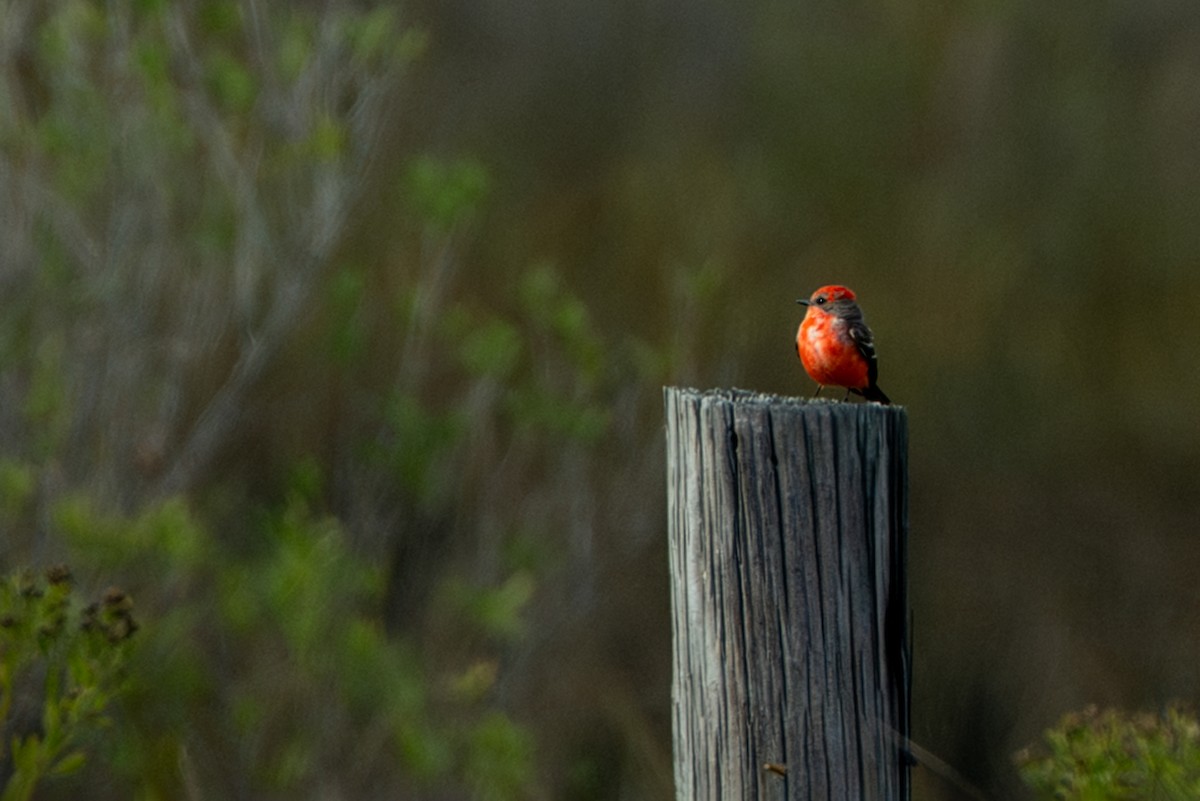 Vermilion Flycatcher - ML646088224