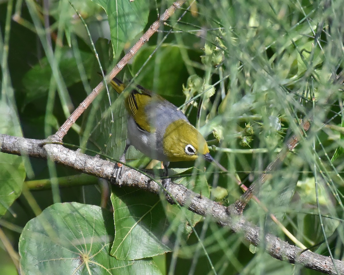 Silvereye - ML646088225