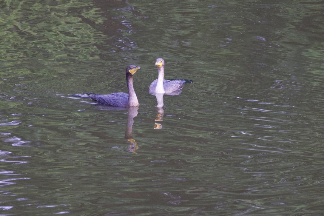 Double-crested Cormorant - ML646088226