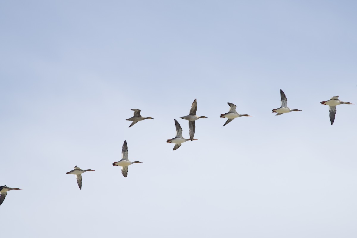 尖尾鴨 - ML646088227