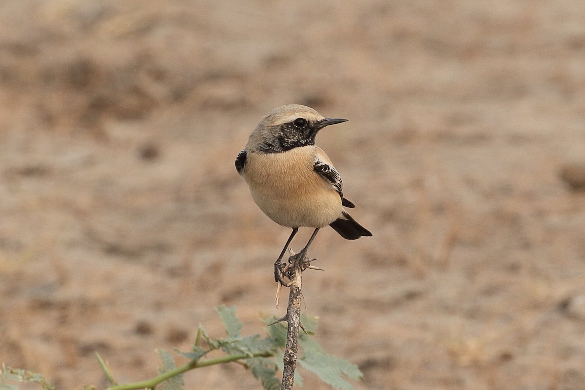 漠䳭 - ML646088228