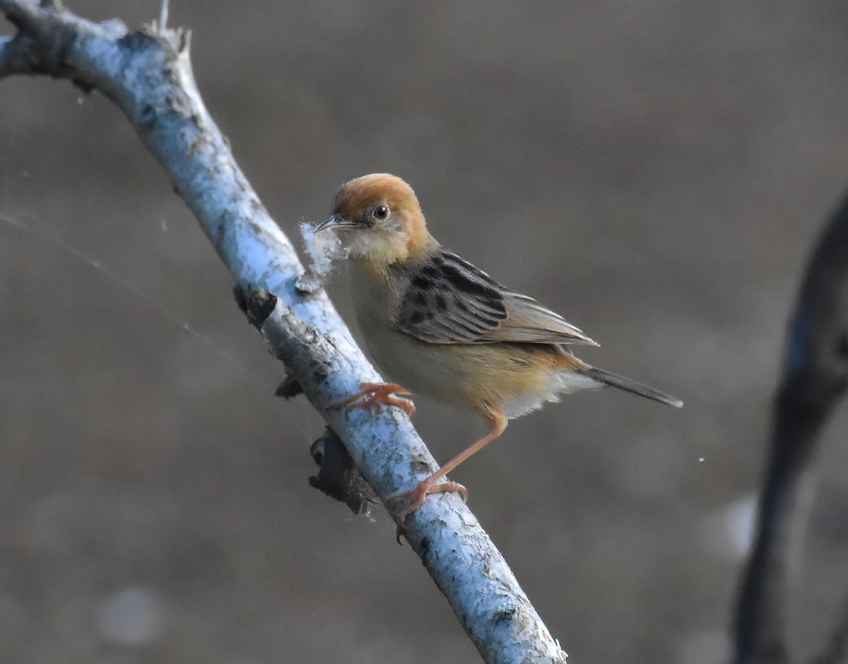 Golden-headed Cisticola - ML646088231