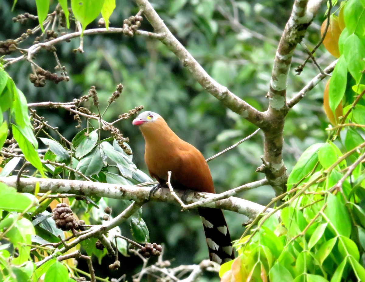 Black-bellied Cuckoo - ML646088233