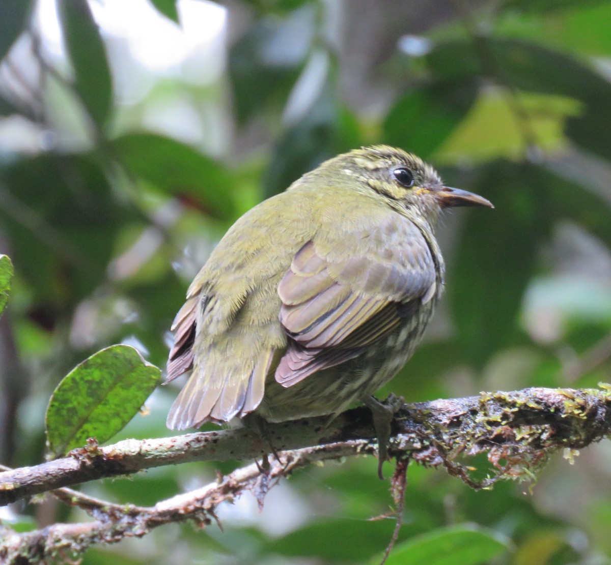 Velvet Asity - ML646088235