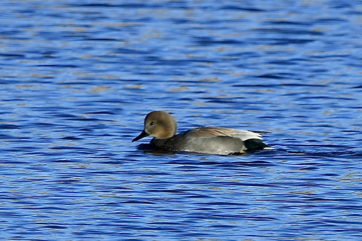 Gadwall - ML646088236