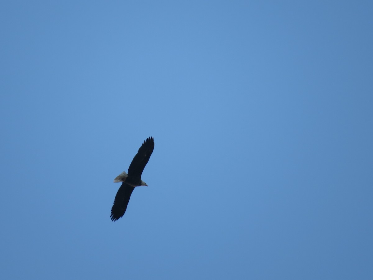 Bald Eagle - ML646088239