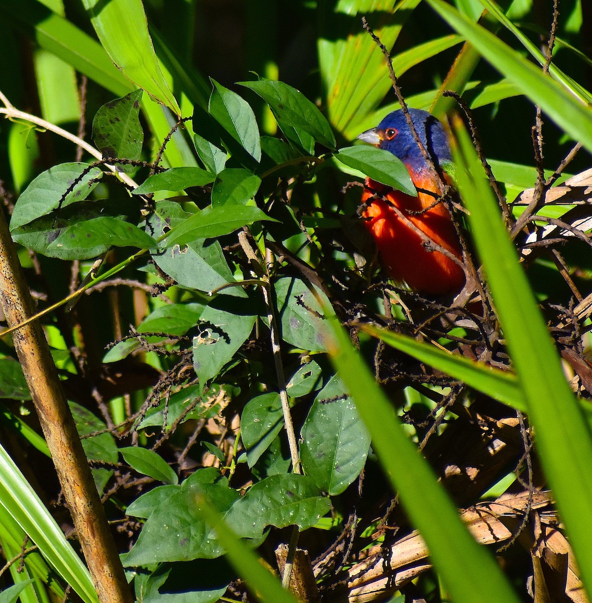 Painted Bunting - ML646088240