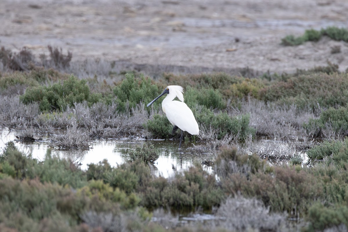 オーストラリアヘラサギ - ML646088246