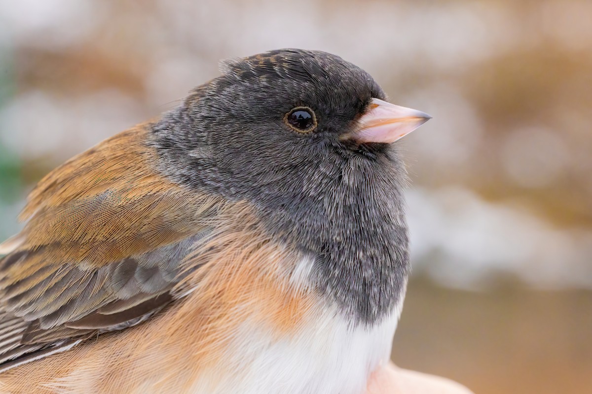 Dark-eyed Junco (Oregon) - ML646088247