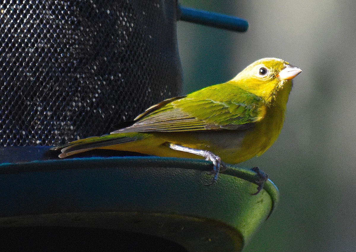 Painted Bunting - ML646088252