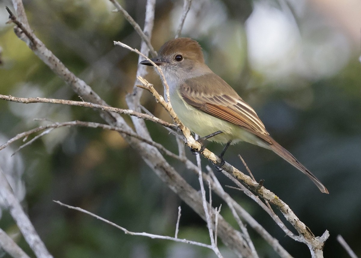 Yucatan Flycatcher - ML646088254