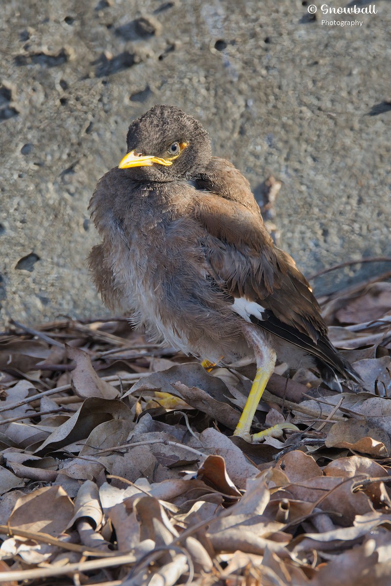 Common Myna - ML646088261