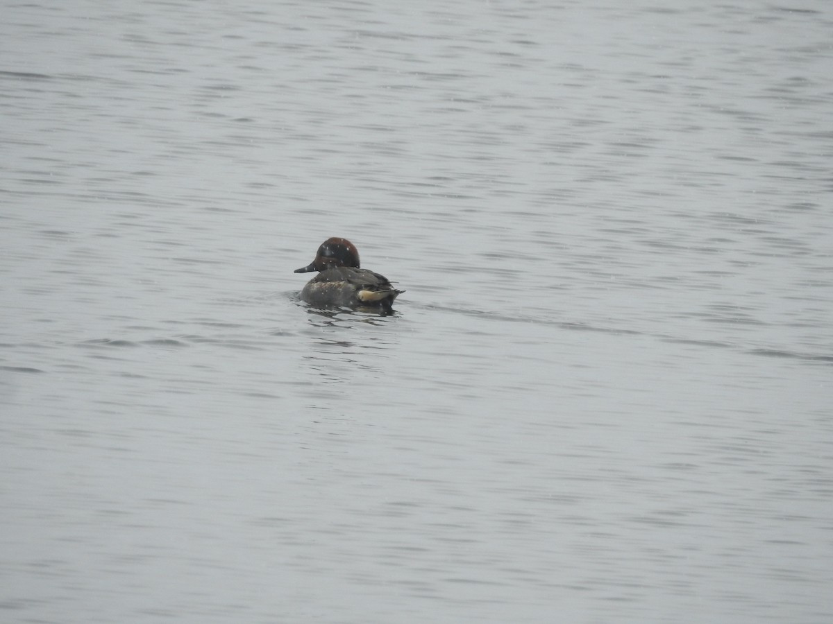 Green-winged Teal - ML646088263